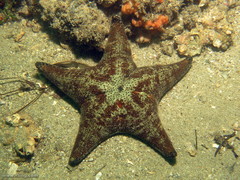 Anthenea sidneyensis