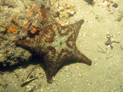 Anthenea sidneyensis