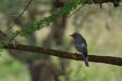 Melaenornis semipartitus