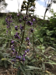 Angelonia