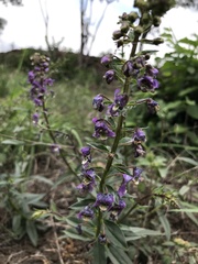 Angelonia