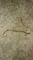 Oligodon taeniolatus