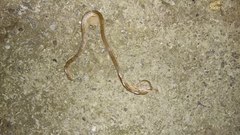 Oligodon taeniolatus