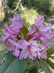 Rhododendron macrophyllum