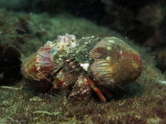 Dardanus pedunculatus