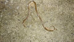 Oligodon taeniolatus