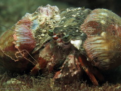 Dardanus pedunculatus