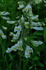Penstemon tenuiflorus