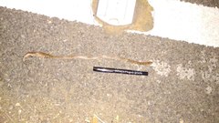 Oligodon taeniolatus