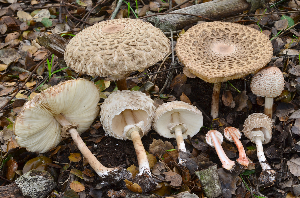 Olive Shaggy Parasol