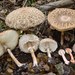Chlorophyllum - Photo (c) Christian Schwarz, some rights reserved (CC BY-NC)