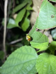 Chiridopsis bowringii