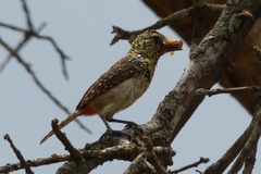 Trachyphonus darnaudii