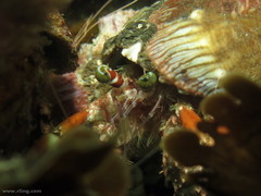 Dardanus pedunculatus