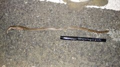 Oligodon taeniolatus