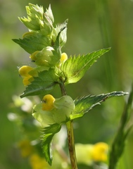 Rhinanthus freynii