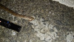 Oligodon taeniolatus