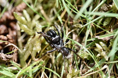 Atypus affinis