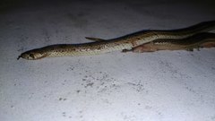 Oligodon taeniolatus