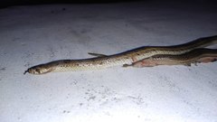 Oligodon taeniolatus