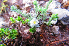 Antiphytum caespitosum