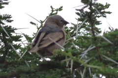 Pseudonigrita arnaudi