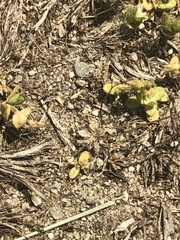 Matricaria discoidea