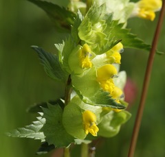 Rhinanthus freynii
