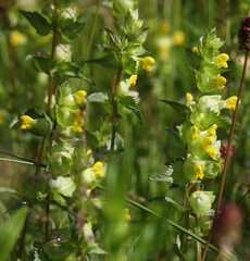 Rhinanthus freynii