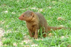 Common Dwarf Mongoose photo 4