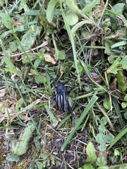 Dorcadion fuliginator