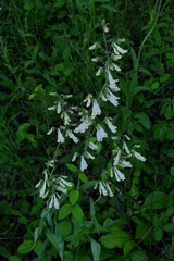 Penstemon tenuiflorus