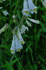 Penstemon tenuiflorus