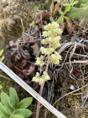 Heuchera pilosissima