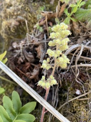 Heuchera pilosissima