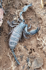 Opisthacanthus validus