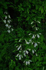 Penstemon tenuiflorus