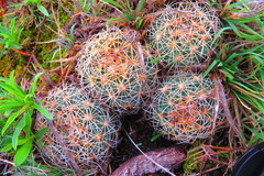 Coryphantha pseudoradians