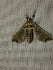 Leucinodes laisalis