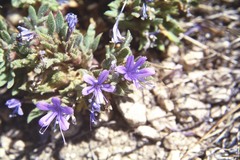 Collomia debilis trifida