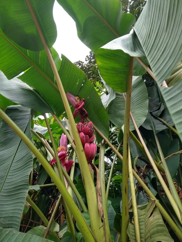 Musa velutina iNat (2)