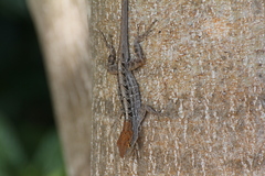 Anolis sagrei