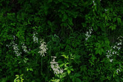 Penstemon tenuiflorus