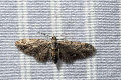 Eupithecia columbiata