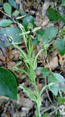 Habenaria quinqueseta