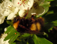 Bombus haematurus