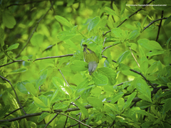 Leiothlypis peregrina
