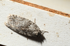 Semioscopis inornata