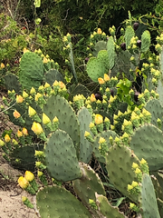 Opuntia tunoidea
