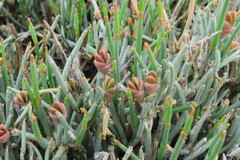 Ephedra compacta